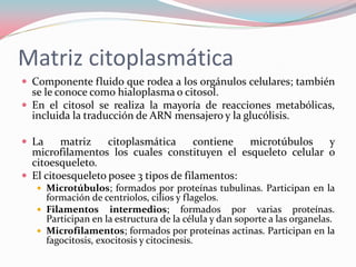 Matriz citoplasmática
 Componente fluido que rodea a los orgánulos celulares; también
se le conoce como hialoplasma o citosol.
 En el citosol se realiza la mayoría de reacciones metabólicas,
incluida la traducción de ARN mensajero y la glucólisis.
 La matriz citoplasmática contiene microtúbulos y
microfilamentos los cuales constituyen el esqueleto celular o
citoesqueleto.
 El citoesqueleto posee 3 tipos de filamentos:
 Microtúbulos; formados por proteínas tubulinas. Participan en la
formación de centriolos, cilios y flagelos.
 Filamentos intermedios; formados por varias proteínas.
Participan en la estructura de la célula y dan soporte a las organelas.
 Microfilamentos; formados por proteínas actinas. Participan en la
fagocitosis, exocitosis y citocinesis.
 