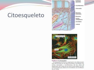 Citoesqueleto
 