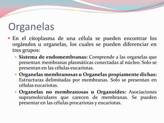 Organelas
 En el citoplasma de una célula se pueden encontrar los
orgánulos u organelas, los cuales se pueden diferenciar en
tres grupos:
 Sistema de endomembranas: Comprende a las organelas que
presentan membranas plasmáticas conectadas al núcleo. Solo se
presentan en las células eucariotas.
 Organelas membranosas u Organelas propiamente dichas:
Estructuras delimitadas por membranas. Solo se presentan en
células eucariotas.
 Organelas no membranosas u Organoides: Asociaciones
supramoleculares que carecen de membranas. Se pueden
presentar en las células procariotas y eucariotas.
 