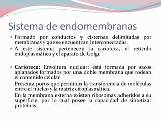Sistema de endomembranas
 Formado por conductos y cisternas delimitadas por
membranas y que se encuentran interconectadas.
 A este sistema pertenecen la carioteca, el retículo
endoplasmático y el aparato de Golgi.
 Carioteca: Envoltura nuclear; está formada por sacos
aplanados formados por una doble membrana que rodean
el contenido celular.
Presenta poros que permiten la transferencia de moléculas
entre el núcleo y la matriz citoplasmática.
En la membrana externa existen ribosomas adheridos a su
superficie; por lo cual posee la capacidad de sintetizar
proteínas.
 