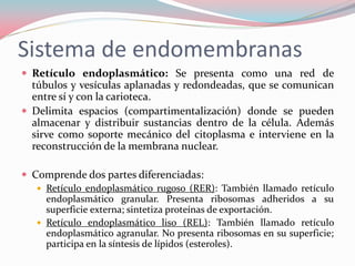 Sistema de endomembranas
 Retículo endoplasmático: Se presenta como una red de
túbulos y vesículas aplanadas y redondeadas, que se comunican
entre sí y con la carioteca.
 Delimita espacios (compartimentalización) donde se pueden
almacenar y distribuir sustancias dentro de la célula. Además
sirve como soporte mecánico del citoplasma e interviene en la
reconstrucción de la membrana nuclear.
 Comprende dos partes diferenciadas:
 Retículo endoplasmático rugoso (RER): También llamado retículo
endoplasmático granular. Presenta ribosomas adheridos a su
superficie externa; sintetiza proteínas de exportación.
 Retículo endoplasmático liso (REL): También llamado retículo
endoplasmático agranular. No presenta ribosomas en su superficie;
participa en la síntesis de lípidos (esteroles).
 