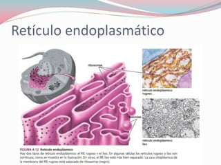 Retículo endoplasmático
 