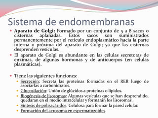 Sistema de endomembranas
 Aparato de Golgi: Formado por un conjunto de 5 a 8 sacos o
cisternas aplanadas. Estos sacos son suministrados
permanentemente por el retículo endoplasmático hacia la parte
interna o próxima del aparato de Golgi; ya que las cisternas
desprenden vesículas.
 El aparato de Golgi es abundante en las células secretoras de
enzimas, de algunas hormonas y de anticuerpos (en células
plasmáticas).
 Tiene las siguientes funciones:
 Secreción: Secreta las proteínas formadas en el RER luego de
asociarlas a carbohidratos.
 Glucosilación: Unión de glúcidos a proteínas o lípidos.
 Biogénesis de lisosomas: Algunas vesículas que se han desprendido,
quedaran en el medio intracelular y formarán los lisosomas.
 Síntesis de polisacáridos: Celulosa para formar la pared celular.
 Formación del acrosoma en espermatozoides.
 