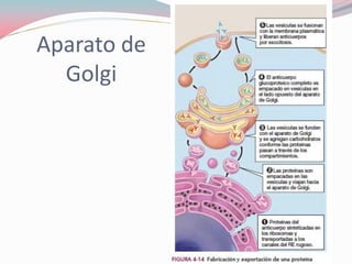 Aparato de
Golgi
 