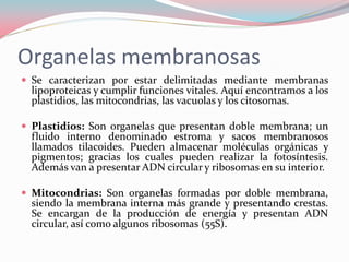 Organelas membranosas
 Se caracterizan por estar delimitadas mediante membranas
lipoproteicas y cumplir funciones vitales. Aquí encontramos a los
plastidios, las mitocondrias, las vacuolas y los citosomas.
 Plastidios: Son organelas que presentan doble membrana; un
fluido interno denominado estroma y sacos membranosos
llamados tilacoides. Pueden almacenar moléculas orgánicas y
pigmentos; gracias los cuales pueden realizar la fotosíntesis.
Además van a presentar ADN circular y ribosomas en su interior.
 Mitocondrias: Son organelas formadas por doble membrana,
siendo la membrana interna más grande y presentando crestas.
Se encargan de la producción de energía y presentan ADN
circular, así como algunos ribosomas (55S).
 