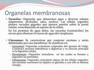 Organelas membranosas
 Vacuolas: Organelas que almacenan agua y diversos solutos
(pigmentos, alcaloides, sales, aceites). Las células vegetales
poseen vacuolas gigantes que ejercen presión sobre la pared
celular, contribuyendo al soporte de la célula.
En los protistas de agua dulce, las vacuolas (contráctiles) les
sirven para eliminar el exceso de agua del citoplasma.
 Citosomas: Se caracterizan por contener enzimas y están
delimitadas por una membrana. Se clasifican en:
 Lisosomas: Organelas vesiculares originadas del aparato de Golgi.
Contienen enzimas hidrolíticas o digestivas y su función principal
es la digestión celular.
 Peroxisomas: Organelas vesiculares en las cuales se forman y
degradan los peróxidos.
 Glioxisomas: Organelas vesiculares típicas de las células vegetales;
sus enzimas convierten los lípidos en glúcidos y con ello se obtiene
energía.
 
