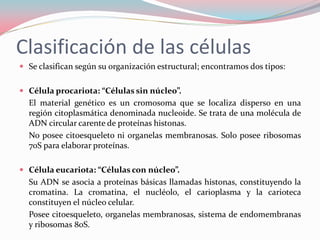 Clasificación de las células
 Se clasifican según su organización estructural; encontramos dos tipos:
 Célula procariota: “Células sin núcleo”.
El material genético es un cromosoma que se localiza disperso en una
región citoplasmática denominada nucleoide. Se trata de una molécula de
ADN circular carente de proteínas histonas.
No posee citoesqueleto ni organelas membranosas. Solo posee ribosomas
70S para elaborar proteínas.
 Célula eucariota: “Células con núcleo”.
Su ADN se asocia a proteínas básicas llamadas histonas, constituyendo la
cromatina. La cromatina, el nucléolo, el carioplasma y la carioteca
constituyen el núcleo celular.
Posee citoesqueleto, organelas membranosas, sistema de endomembranas
y ribosomas 80S.
 