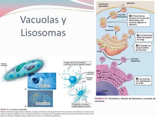 Vacuolas y
Lisosomas
 