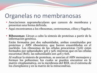 Organelas no membranosas
 Asociaciones supramoleculares que carecen de membrana y
presentan una forma definida.
 Aquí encontramos a los ribosomas, centrosomas, cilios y flagelos.
 Ribosomas: Llevan a cabo la síntesis de proteínas a partir de la
información genética.
Están formados por dos subunidades, ambas constituidas por
proteínas y ARN ribosómico, que fueron ensambladas en el
nucléolo. Los ribosomas de las células procariotas (70S) están
formados por subunidades 30S y 50S; mientras que en las células
eucariotas (80S), las subunidades son 40S y 60S.
Al realizar la síntesis de proteínas, se asocian al ARN mensajero y
forman los polisomas; los cuales se pueden encontrar en la
matriz citoplasmática, en la membrana del RER, en el estroma de
los cloroplastos y en la matriz de la mitocondrias.
 