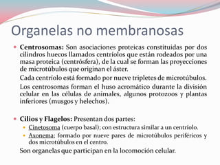 Organelas no membranosas
 Centrosomas: Son asociaciones proteicas constituidas por dos
cilindros huecos llamados centríolos que están rodeados por una
masa proteica (centrósfera), de la cual se forman las proyecciones
de microtúbulos que originan el áster.
Cada centríolo está formado por nueve tripletes de microtúbulos.
Los centrosomas forman el huso acromático durante la división
celular en las células de animales, algunos protozoos y plantas
inferiores (musgos y helechos).
 Cilios y Flagelos: Presentan dos partes:
 Cinetosoma (cuerpo basal); con estructura similar a un centríolo.
 Axonema; formado por nueve pares de microtúbulos periféricos y
dos microtúbulos en el centro.
Son organelas que participan en la locomoción celular.
 