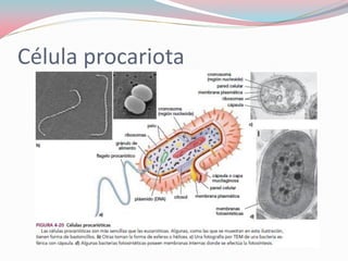 Célula procariota
 