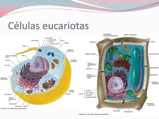 Células eucariotas
 