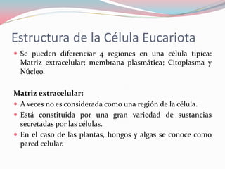 Estructura de la Célula Eucariota
 Se pueden diferenciar 4 regiones en una célula típica:
Matriz extracelular; membrana plasmática; Citoplasma y
Núcleo.
Matriz extracelular:
 A veces no es considerada como una región de la célula.
 Está constituida por una gran variedad de sustancias
secretadas por las células.
 En el caso de las plantas, hongos y algas se conoce como
pared celular.
 