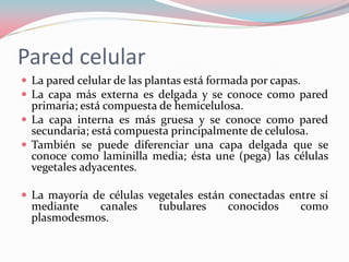 Pared celular
 La pared celular de las plantas está formada por capas.
 La capa más externa es delgada y se conoce como pared
primaria; está compuesta de hemicelulosa.
 La capa interna es más gruesa y se conoce como pared
secundaria; está compuesta principalmente de celulosa.
 También se puede diferenciar una capa delgada que se
conoce como laminilla media; ésta une (pega) las células
vegetales adyacentes.
 La mayoría de células vegetales están conectadas entre sí
mediante canales tubulares conocidos como
plasmodesmos.
 