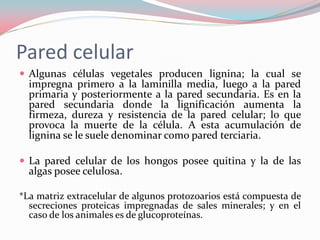 Pared celular
 Algunas células vegetales producen lignina; la cual se
impregna primero a la laminilla media, luego a la pared
primaria y posteriormente a la pared secundaria. Es en la
pared secundaria donde la lignificación aumenta la
firmeza, dureza y resistencia de la pared celular; lo que
provoca la muerte de la célula. A esta acumulación de
lignina se le suele denominar como pared terciaria.
 La pared celular de los hongos posee quitina y la de las
algas posee celulosa.
*La matriz extracelular de algunos protozoarios está compuesta de
secreciones proteicas impregnadas de sales minerales; y en el
caso de los animales es de glucoproteínas.
 
