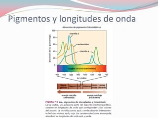 Pigmentos y longitudes de onda
 