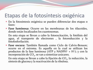 Etapas de la fotosíntesis oxigénica
 En la fotosíntesis oxigénica se pueden diferenciar dos etapas o
fases:
 Fase luminosa: Ocurre en las membranas de los tilacoides,
donde están localizados los cuantosomas.
En esta etapa se llevan a cabo la fotoexcitación, la fotólisis del
agua, el transporte de electrones , la fotoreducción y la
fotofosforilación.
 Fase oscura: También llamada como Ciclo de Calvin-Benson;
ocurre en el estroma. Es aquella en la cual se utilizan los
productos de la fase luminosa (ATP y NADPH+ + H+); y con la
incorporación de CO2, se van a sintetizar azúcares.
En esta etapa se llevan a cabo la fijación de CO2, la reducción, la
síntesis de glucosa y la reactivación de la ribulosa.
 