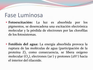 Fase Luminosa
 Fotoexcitación: La luz es absorbida por los
pigmentos, se desencadena una excitación electrónica
molecular y la pérdida de electrones por las clorofilas
de los fotosistemas.
 Fotólisis del agua: La energía absorbida provoca la
ruptura de las moléculas de agua (participación de la
proteína Z), como consecuencia, se libera oxígeno
molecular (O2), electrones (2e-) y protones (2H+) hacia
el interior del tilacoide.
 