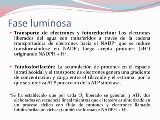 Fase luminosa
 Transporte de electrones y fotoreducción: Los electrones
liberados del agua son transferidos a través de la cadena
transportadora de electrones hacia el NADP+ que se reduce
transformándose en NADP-; luego acepta protones (2H+)
originando NADPH + H+.
 Fotofosforilación: La acumulación de protones en el espacio
intratilacoidal y el transporte de electrones genera una gradiente
de concentración y carga entre el tilacoide y el estroma; por lo
que se sintetiza ATP por acción de la ATP sintetasa.
*Se ha establecido que por cada O2 liberado se generan 3 ATP, dos
elaborados en secuencia lineal mientras que el tercero es sintetizado en
un proceso cíclico con flujo de protones y electrones llamado
fotofosforilación cíclica; también se forman 2 NADPH + H+.
 