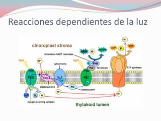 Reacciones dependientes de la luz
 