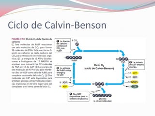 Ciclo de Calvin-Benson
 