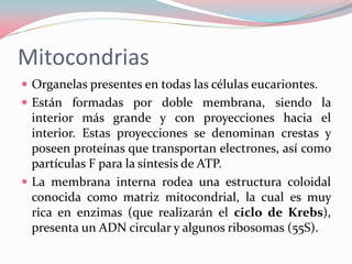 Mitocondrias
 Organelas presentes en todas las células eucariontes.
 Están formadas por doble membrana, siendo la
interior más grande y con proyecciones hacia el
interior. Estas proyecciones se denominan crestas y
poseen proteínas que transportan electrones, así como
partículas F para la síntesis de ATP.
 La membrana interna rodea una estructura coloidal
conocida como matriz mitocondrial, la cual es muy
rica en enzimas (que realizarán el ciclo de Krebs),
presenta un ADN circular y algunos ribosomas (55S).
 