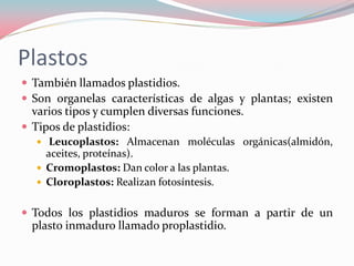 Plastos
 También llamados plastidios.
 Son organelas características de algas y plantas; existen
varios tipos y cumplen diversas funciones.
 Tipos de plastidios:
 Leucoplastos: Almacenan moléculas orgánicas(almidón,
aceites, proteínas).
 Cromoplastos: Dan color a las plantas.
 Cloroplastos: Realizan fotosíntesis.
 Todos los plastidios maduros se forman a partir de un
plasto inmaduro llamado proplastidio.
 