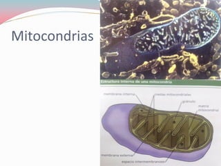 Mitocondrias
 