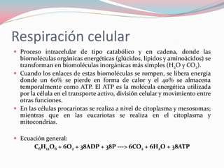 Respiración celular
 Proceso intracelular de tipo catabólico y en cadena, donde las
biomoléculas orgánicas energéticas (glúcidos, lípidos y aminoácidos) se
transforman en biomoléculas inorgánicas más simples (H2O y CO2).
 Cuando los enlaces de estas biomoléculas se rompen, se libera energía
donde un 60% se pierde en forma de calor y el 40% se almacena
temporalmente como ATP. El ATP es la molécula energética utilizada
por la célula en el transporte activo, división celular y movimiento entre
otras funciones.
 En las células procariotas se realiza a nivel de citoplasma y mesosomas;
mientras que en las eucariotas se realiza en el citoplasma y
mitocondrias.
 Ecuación general:
C6H12O6 + 6O2 + 38ADP + 38P ---> 6CO2 + 6H2O + 38ATP
 