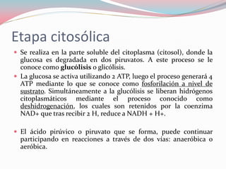Etapa citosólica
 Se realiza en la parte soluble del citoplasma (citosol), donde la
glucosa es degradada en dos piruvatos. A este proceso se le
conoce como glucólisis o glicólisis.
 La glucosa se activa utilizando 2 ATP, luego el proceso generará 4
ATP mediante lo que se conoce como fosforilación a nivel de
sustrato. Simultáneamente a la glucólisis se liberan hidrógenos
citoplasmáticos mediante el proceso conocido como
deshidrogenación, los cuales son retenidos por la coenzima
NAD+ que tras recibir 2 H, reduce a NADH + H+.
 El ácido pirúvico o piruvato que se forma, puede continuar
participando en reacciones a través de dos vías: anaeróbica o
aeróbica.
 