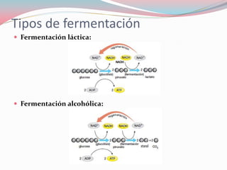 Tipos de fermentación
 Fermentación láctica:
 Fermentación alcohólica:
etanol
 