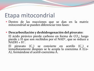 Etapa mitocondrial
 Dentro de las reacciones que se dan en la matriz
mitocondrial se pueden diferenciar tres fases:
 Descarboxilación y deshidrogenación del piruvato:
El ácido pirúvico pierde carbono en forma de CO2; luego
pierde 2 H que son recibidos por el NAD+, que se reduce a
NADH + H+.
El piruvato (C3) se convierte en acetilo (C2) e
inmediatamente despúes se le acopla la coenzima A (Co-
A), formándose el acetil-coenzima A.
 