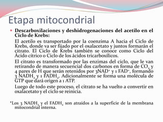 Etapa mitocondrial
 Descarboxilaciones y deshidrogenaciones del acetilo en el
Ciclo de Krebs:
El acetilo es transportado por la coenzima A hacia el Ciclo de
Krebs, donde va ser fijado por el oxalacetato y juntos formarán el
citrato. El Ciclo de Krebs también se conoce como Ciclo del
Ácido cítrico o Ciclo de los ácidos tricarboxílicos.
El citrato es transformado por las enzimas del ciclo, que le van
retirando de manera secuencial dos carbonos en forma de CO2 y
4 pares de H que serán retenidos por 3NAD+ y 1 FAD+, formando
3 NADH2 y 1 FADH2. Adicionalmente se forma una molécula de
GTP que dará origen a 1 ATP.
Luego de todo este proceso, el citrato se ha vuelto a convertir en
oxalacetato y el ciclo se reinicia.
*Los 3 NADH2 y el FADH2 son atraídos a la superficie de la membrana
mitocondrial interna.
 