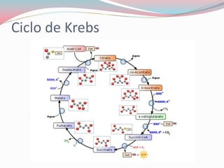 Ciclo de Krebs
 