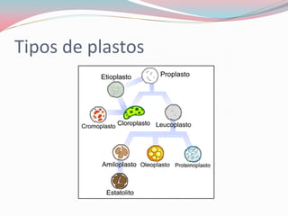 Tipos de plastos
 