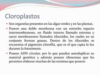 Cloroplastos
 Son organelas presentes en las algas verdes y en las plantas.
 Poseen una doble membrana con un estrecho espacio
intermembranoso, un fluido interno llamado estroma y
sacos membranosos llamados tilacoides, los cuales en su
conjunto forman granas. Dentro de los tilacoides se
encuentra el pigmento clorofila, que es el que capta la luz
durante la fotosíntesis.
 Poseen ADN circular, por lo que pueden autoduplicar su
material genético y además poseen ribosomas que les
permiten elaborar muchas de las enzimas que poseen.
 