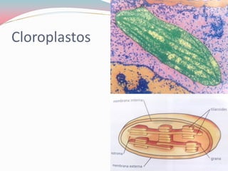 Cloroplastos
 
