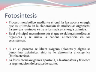 Fotosíntesis
 Proceso metabólico mediante el cual la luz aporta energía
que es utilizada en la elaboración de moléculas orgánicas.
La energía luminosa es transformada en energía química.
 Es el principal mecanismo por el que se elaboran moléculas
orgánicas y se inicia la cadena alimenticia en los
ecosistemas.
 Si en el proceso se libera oxígeno (plantas y algas) se
denomina oxigénica, sino se le denomina anoxigénica
(fotobacterias).
 La fotosíntesis oxigénica aporta O2 a la atmósfera y favorece
la regeneración de la capa de ozono.
 