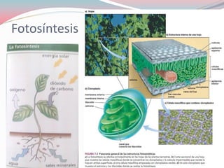 Fotosíntesis
 