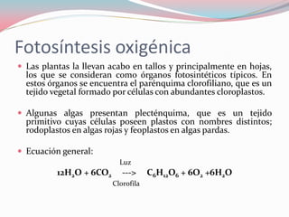 Fotosíntesis oxigénica
 Las plantas la llevan acabo en tallos y principalmente en hojas,
los que se consideran como órganos fotosintéticos típicos. En
estos órganos se encuentra el parénquima clorofiliano, que es un
tejido vegetal formado por células con abundantes cloroplastos.
 Algunas algas presentan plecténquima, que es un tejido
primitivo cuyas células poseen plastos con nombres distintos;
rodoplastos en algas rojas y feoplastos en algas pardas.
 Ecuación general:
Luz
12H2O + 6CO2 ---> C6H12O6 + 6O2 +6H2O
Clorofila
 