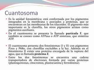 Cuantosoma
 Es la unidad fotosintética; está conformada por los pigmentos
integrados en la membrana y asociados a proteínas, que se
encuentran en las membranas de los tilacoides. El pigmento más
importante es la clorofila, los otros pigmentos actúan como
pigmentos auxiliares.
 En el cuantosoma se presenta la llamada partícula F, que
también se conoce como ATPasa o ATP sintetasa, que sintetiza
ATP.
 El cuantosoma presenta dos fotosistemas (I y II) con pigmentos
P700 y P680, con clorofilas excitables a la luz. Además en el
fotosistema II existe una proteína encargada de la ruptura del
agua, que es llamada proteína Z.
 Entre los dos fotosistemas se encuentra una cadena
transportadora de electrones formada por varias proteínas
(plastoquinonas, citocromos, plastocianina y ferredoxina).
 