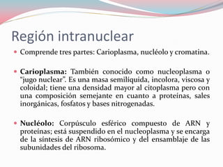 Biología celular iii | PDF