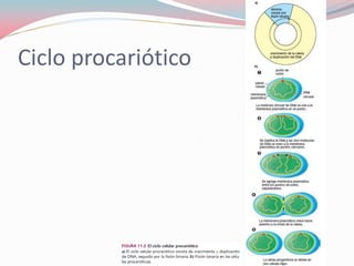 Ciclo procariótico
 