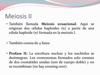 Meiosis II
 También llamada Meiosis ecuacional. Aquí se
originan dos células haploides (n) a partir de una
célula haploid...