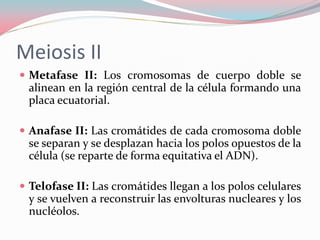 Meiosis II
 Metafase II: Los cromosomas de cuerpo doble se
alinean en la región central de la célula formando una
placa e...