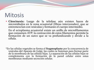 Mitosis
 Citocinesis: Luego de la telofase aún existen haces de
microtúbulos en la zona ecuatorial (fibras interzonales),...