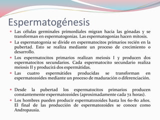 Espermatogénesis
 Las células germinales primordiales migran hacia las gónadas y se
transforman en espermatogonias. Las e...