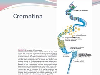 Cromatina
 