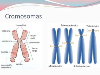 Cromosomas
 