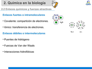 2. Química en la biología
2.2 Enlaces químicos y fuerzas atractivas
Enlaces fuertes o intramoleculares
• Covalente: compartición de electrones.
• Iónico: transferencia de electrones.
Enlaces débiles o intermoleculares
• Puentes de hidrógeno
• Fuerzas de Van der Waals
• Interacciones hidrofóbicas
 